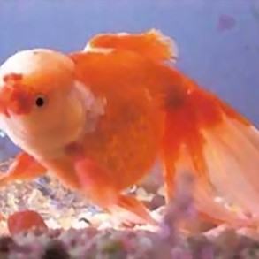 世界三大觀賞魚是哪三種，世界三大觀賞魚 世界三大觀賞魚是哪三種，世界三大觀賞魚 龍魚論壇 第2張