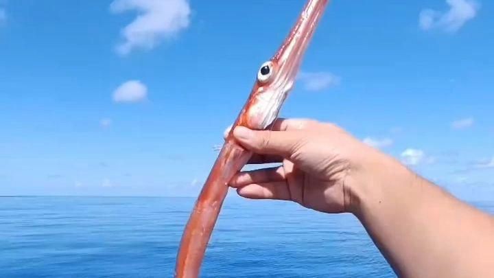 拍照識魚，《拍照識魚》今日上線“魚臉識別”系統微博展開 拍照識魚，《拍照識魚》今日上線“魚臉識別”系統微博展開 龍魚百科 第3張
