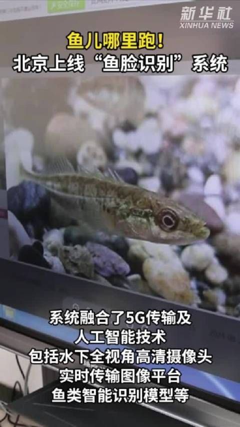 拍照識魚，《拍照識魚》今日上線“魚臉識別”系統微博展開 拍照識魚，《拍照識魚》今日上線“魚臉識別”系統微博展開 龍魚百科 第4張