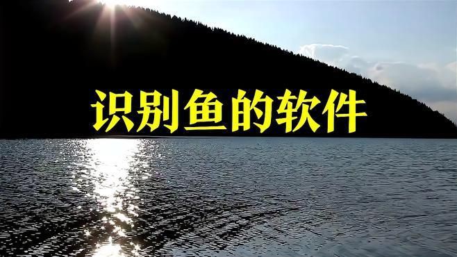 拍照識魚，《拍照識魚》今日上線“魚臉識別”系統微博展開 拍照識魚，《拍照識魚》今日上線“魚臉識別”系統微博展開 龍魚百科 第2張