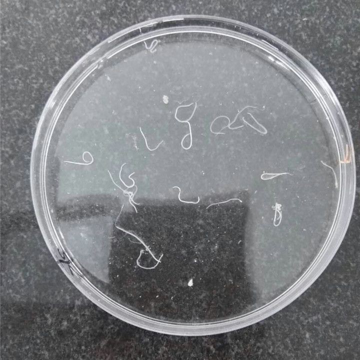 如何區(qū)分小瓜蟲和異尖線蟲？，如何區(qū)分小瓜蟲和異尖線蟲