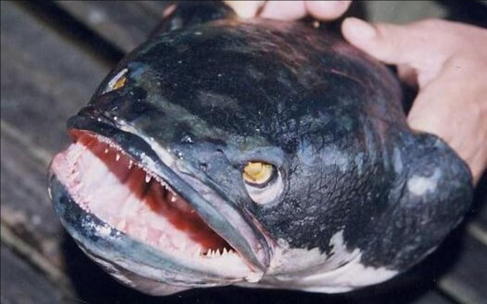 猛魚圖片，猛魚探秘：天生獵手，速戰(zhàn)速?zèng)Q的強(qiáng)者