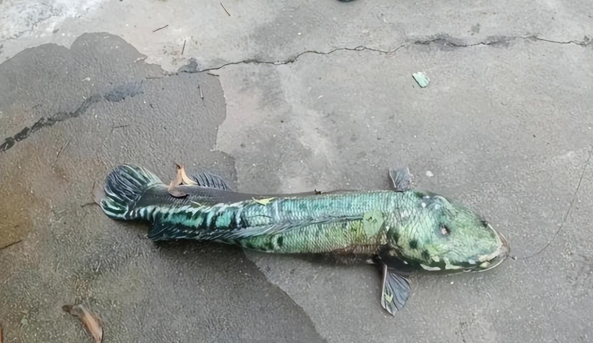 猛魚圖片，猛魚探秘：天生獵手，速戰(zhàn)速?zèng)Q的強(qiáng)者