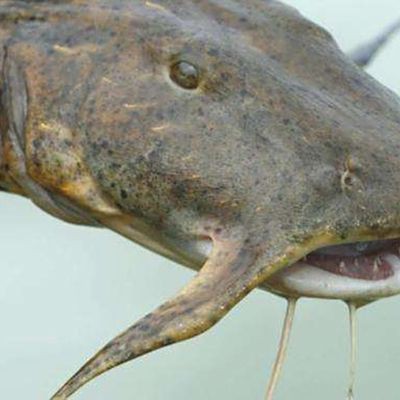 猛魚圖片，猛魚探秘：天生獵手，速戰(zhàn)速?zèng)Q的強(qiáng)者