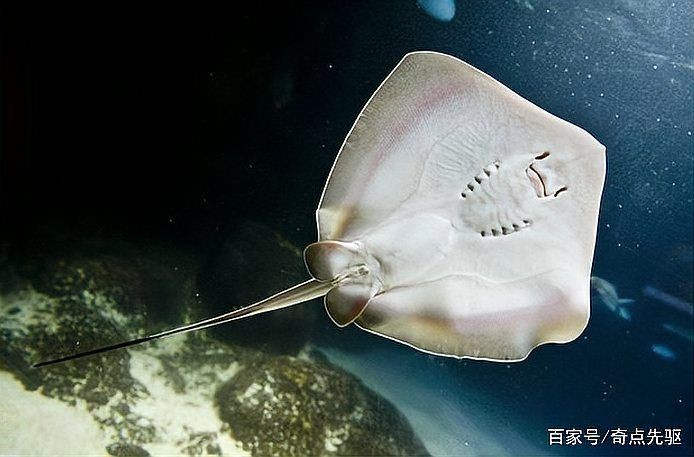 猛魚圖片，猛魚探秘：天生獵手，速戰(zhàn)速?zèng)Q的強(qiáng)者