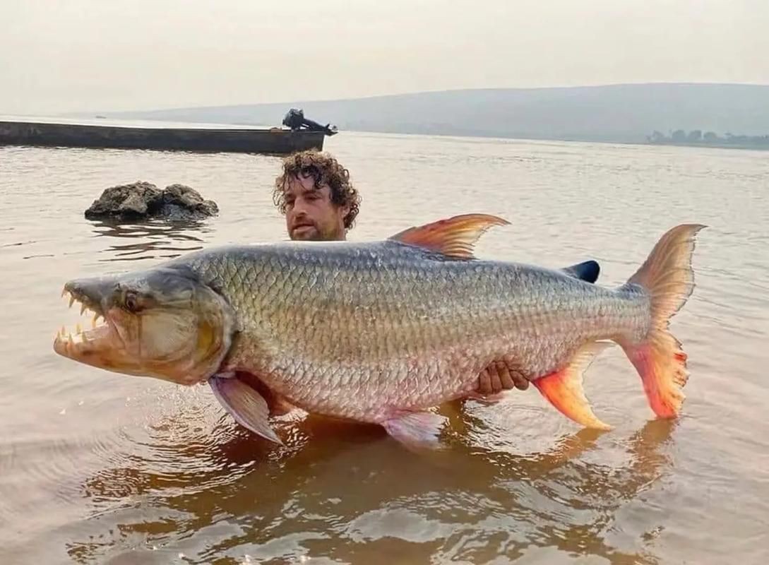 猛魚圖片，猛魚探秘：天生獵手，速戰速決的強者