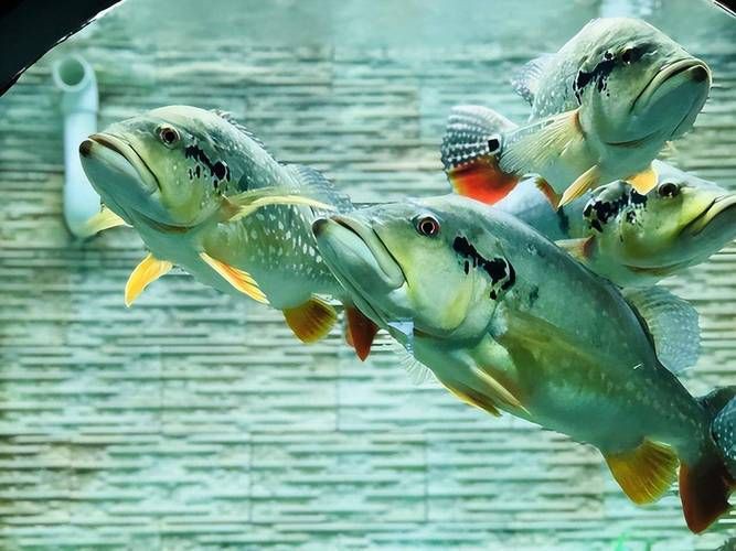 猛魚圖片，猛魚探秘：天生獵手，速戰(zhàn)速?zèng)Q的強(qiáng)者