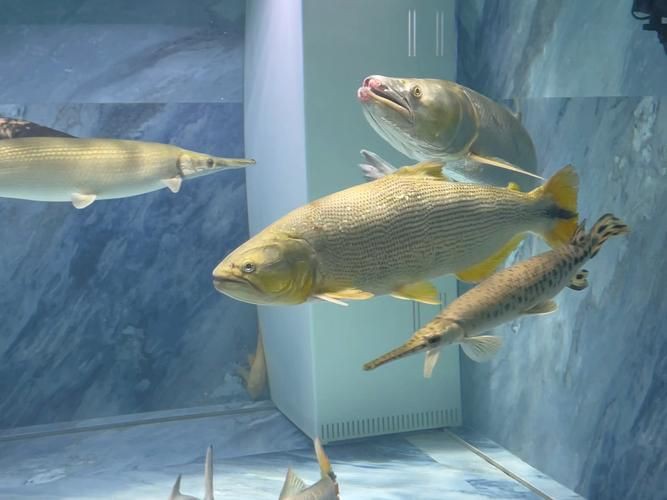 猛魚圖片，猛魚探秘：天生獵手，速戰(zhàn)速?zèng)Q的強(qiáng)者