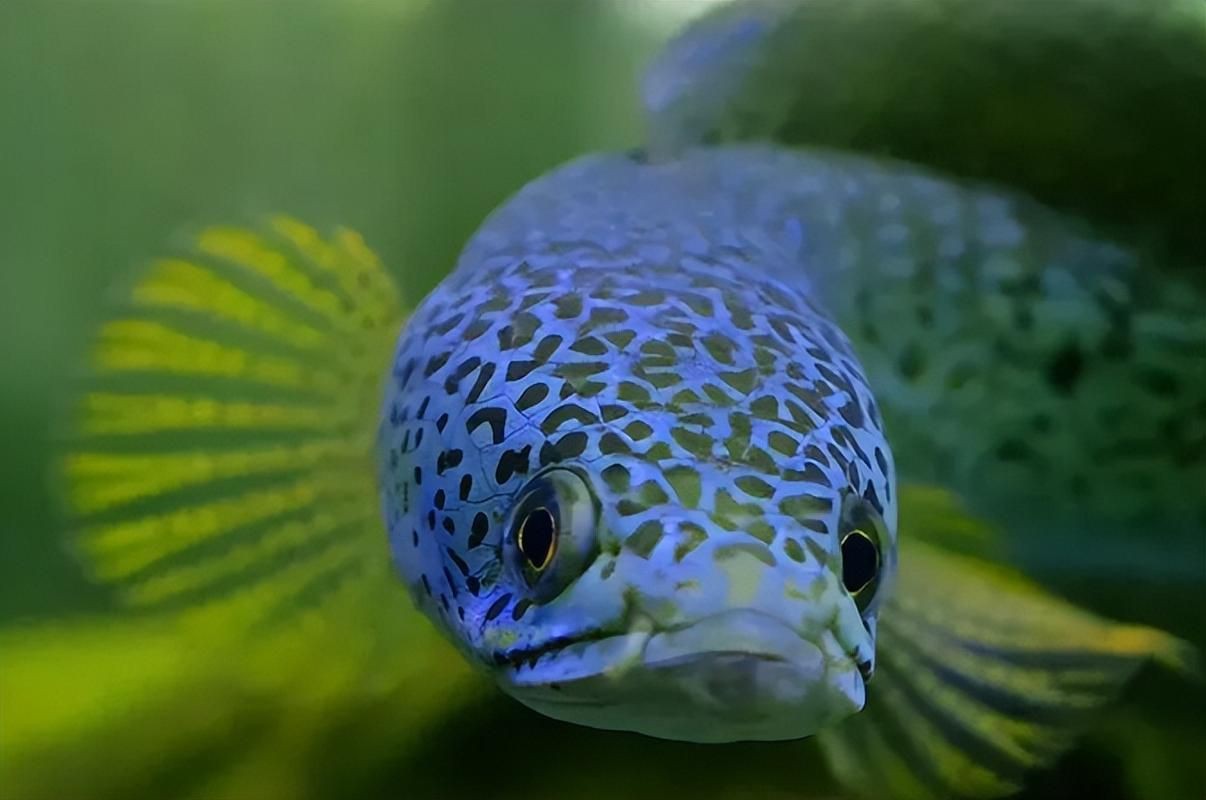猛魚圖片，猛魚探秘：天生獵手，速戰(zhàn)速?zèng)Q的強(qiáng)者