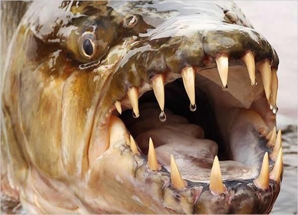 猛魚圖片，猛魚探秘：天生獵手，速戰(zhàn)速?zèng)Q的強(qiáng)者