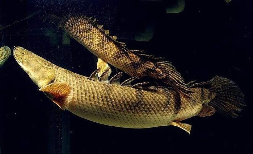 猛魚圖片，猛魚探秘：天生獵手，速戰(zhàn)速?zèng)Q的強(qiáng)者