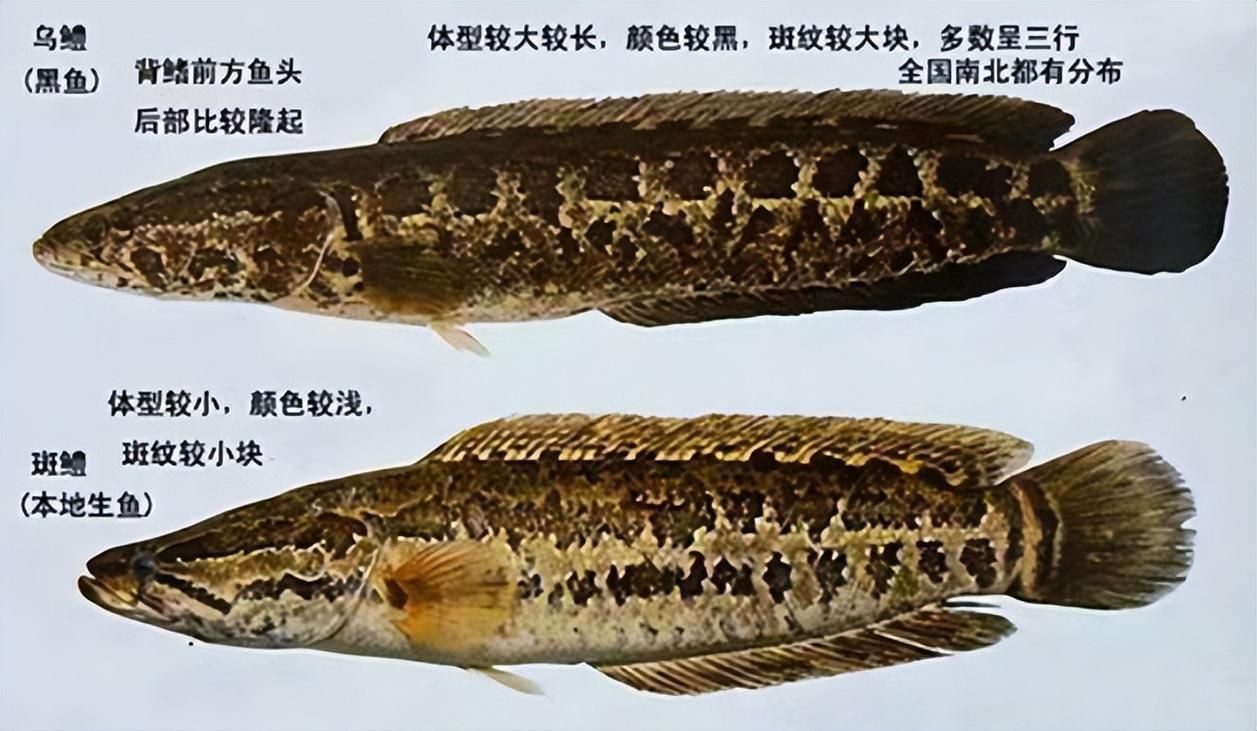 猛魚圖片，猛魚探秘：天生獵手，速戰(zhàn)速?zèng)Q的強(qiáng)者