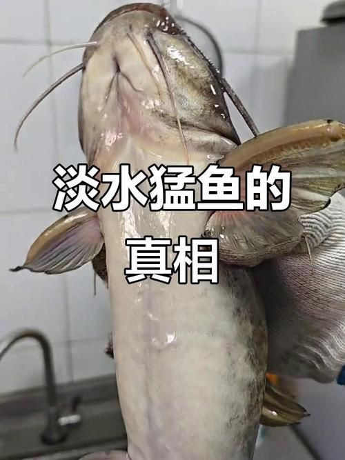 猛魚圖片，猛魚探秘：天生獵手，速戰(zhàn)速?zèng)Q的強(qiáng)者