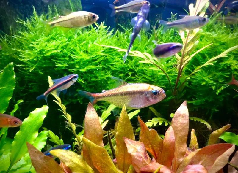 寧強水族店，寧強縣魚樂園水族店