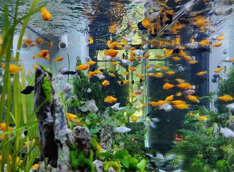 瑪麗球魚最建議買的顏色，瑪麗球魚的顏色選擇