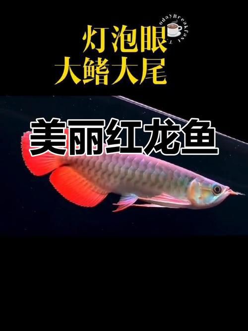紅龍魚品種大全圖，《紅龍魚品種大全圖》系統梳理了這一觀賞魚的多樣分類與特征