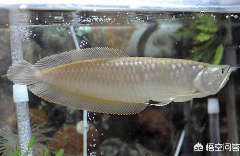 咸寧水族批發市場，咸寧市水族批發市場