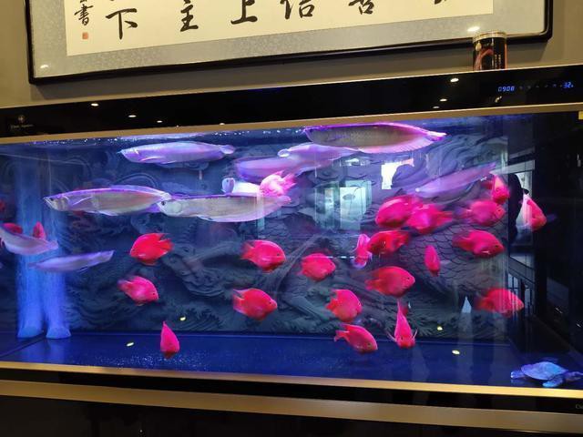 深圳龍華最大觀賞魚批發(fā)市場地址，深圳龍華區(qū)的觀賞魚市場