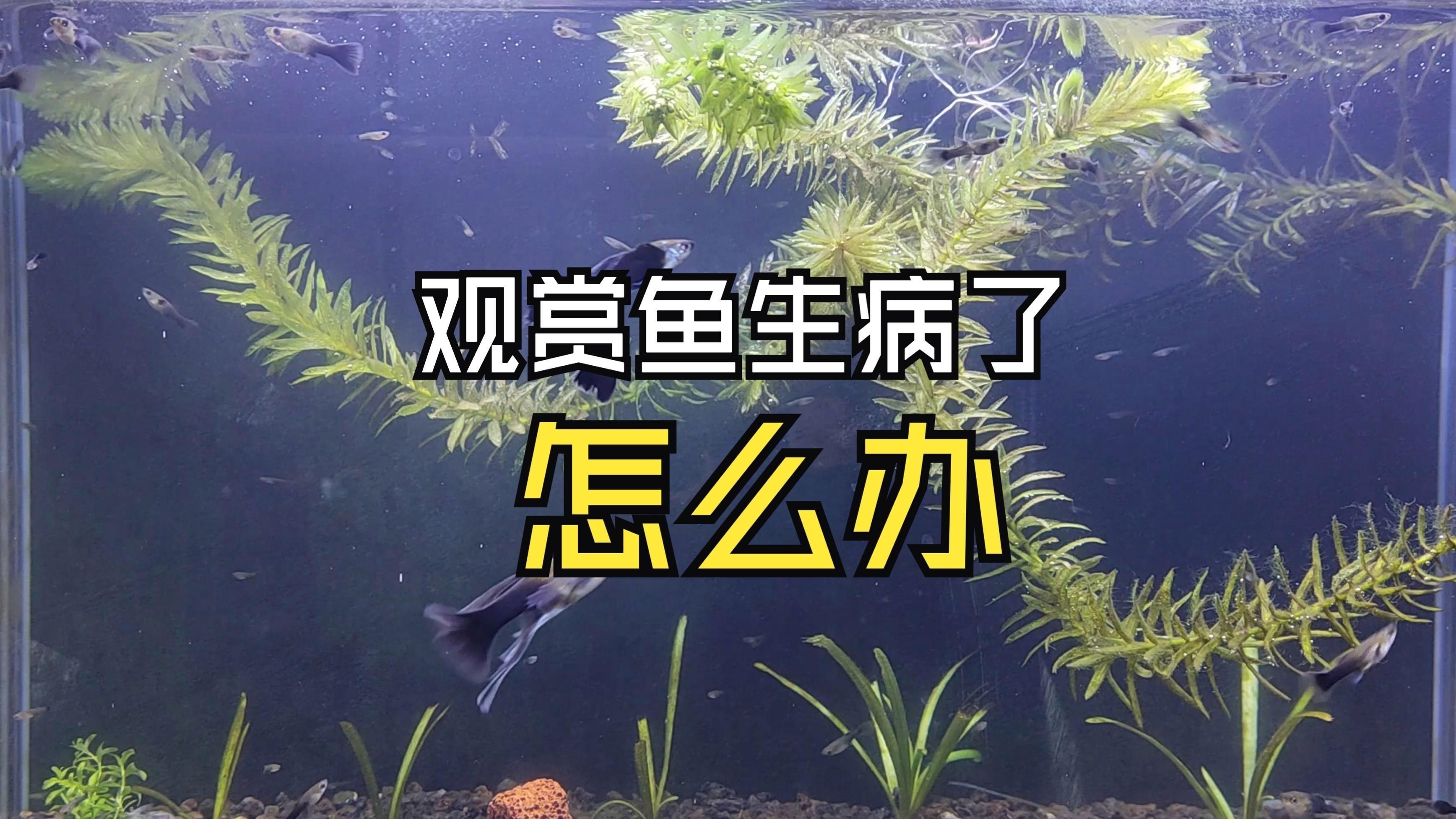 有哪些有效的魚病治療藥物？，養觀賞魚必備的八種魚藥