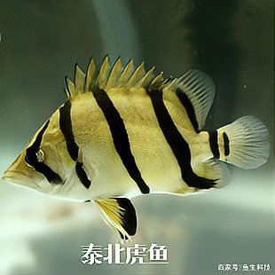 什么品種虎魚(yú)比較貴，泰國(guó)虎魚(yú)中價(jià)格較高的品種是泰國(guó)虎魚(yú)中價(jià)格較高的品種