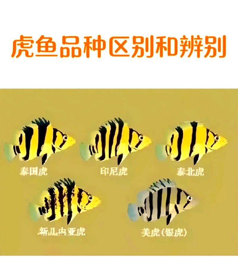 什么品種虎魚(yú)比較貴，泰國(guó)虎魚(yú)中價(jià)格較高的品種是泰國(guó)虎魚(yú)中價(jià)格較高的品種
