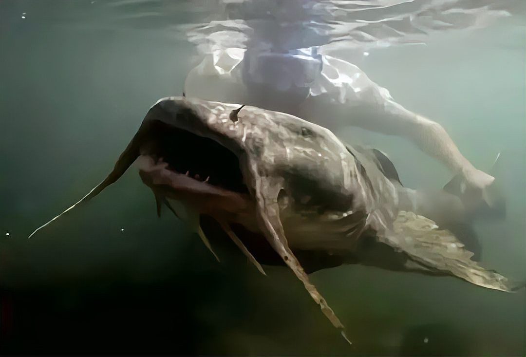 瀾滄江鎧甲魚，云南村民捕獲一米長(zhǎng)怪魚外形神似“龍”外形神似“龍”