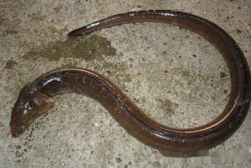 瀾滄江鎧甲魚，云南村民捕獲一米長(zhǎng)怪魚外形神似“龍”外形神似“龍”