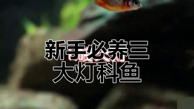 燈科魚最建議買的三個品種，養燈科魚的注意事項
