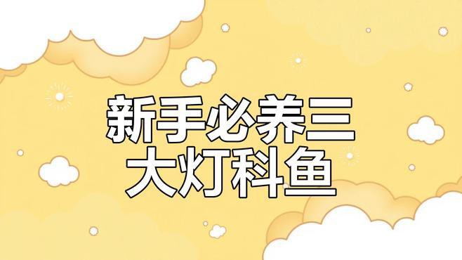 燈科魚最建議買的三個品種，養燈科魚的注意事項