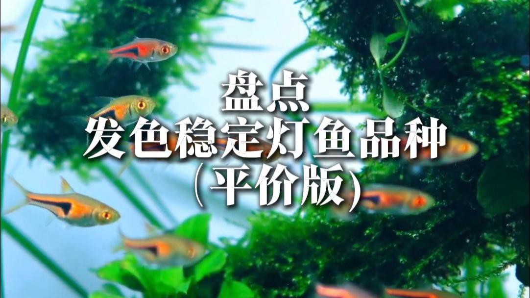 燈科魚最建議買的三個品種，養燈科魚的注意事項