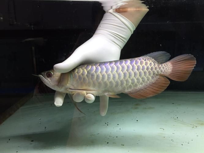 武吉美拉過(guò)背金龍照片，吉吉美拉過(guò)背金龍