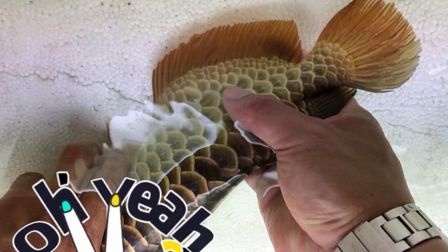 武吉美拉過(guò)背金龍照片，吉吉美拉過(guò)背金龍