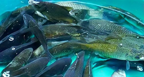 一個魚塘可以養幾種魚，魚塘養殖技術——混養 一個魚塘可以養幾種魚，魚塘養殖技術——混養 龍魚論壇 第6張