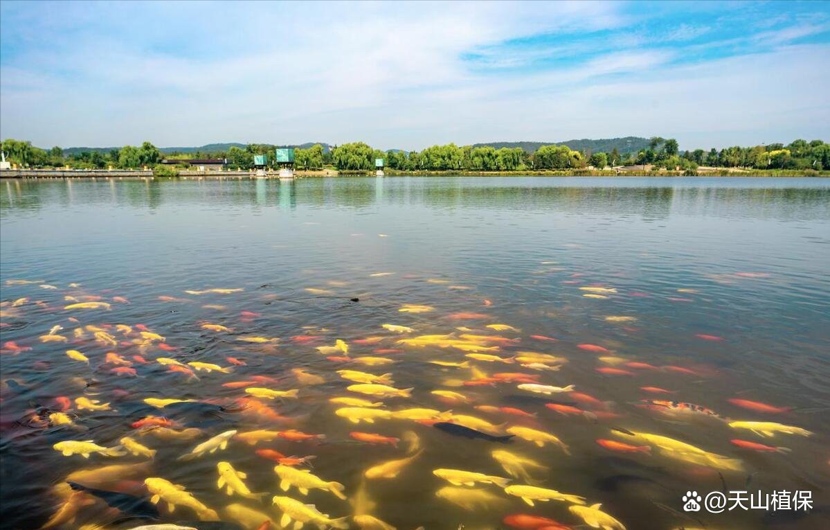 一個魚塘可以養幾種魚，魚塘養殖技術——混養 一個魚塘可以養幾種魚，魚塘養殖技術——混養 龍魚論壇 第5張