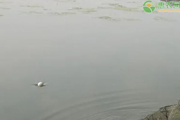 一個魚塘可以養幾種魚，魚塘養殖技術——混養 一個魚塘可以養幾種魚，魚塘養殖技術——混養 龍魚論壇 第4張