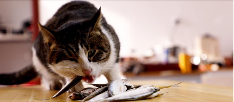 什么魚適合貓吃又便宜，貓咪吃什么魚合適 什么魚適合貓吃又便宜，貓咪吃什么魚合適 龍魚論壇 第1張