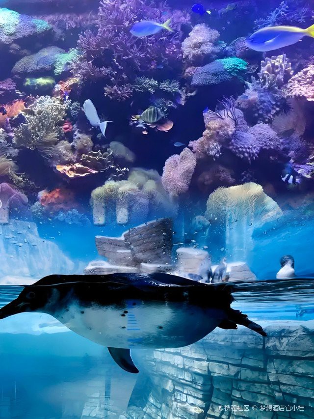 扎囊水族店，扎囊水族店有哪些特色服務