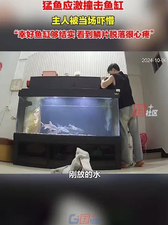 環(huán)境應(yīng)激對魚有哪些具體影響？，環(huán)境應(yīng)激對魚的具體影響