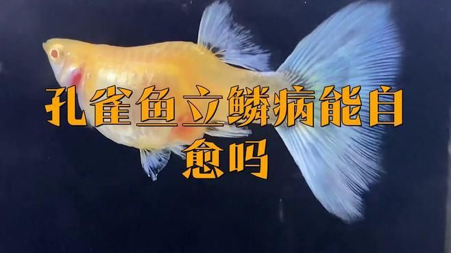 魚豎鱗病會自愈嗎？，金魚豎鱗病會自愈嗎