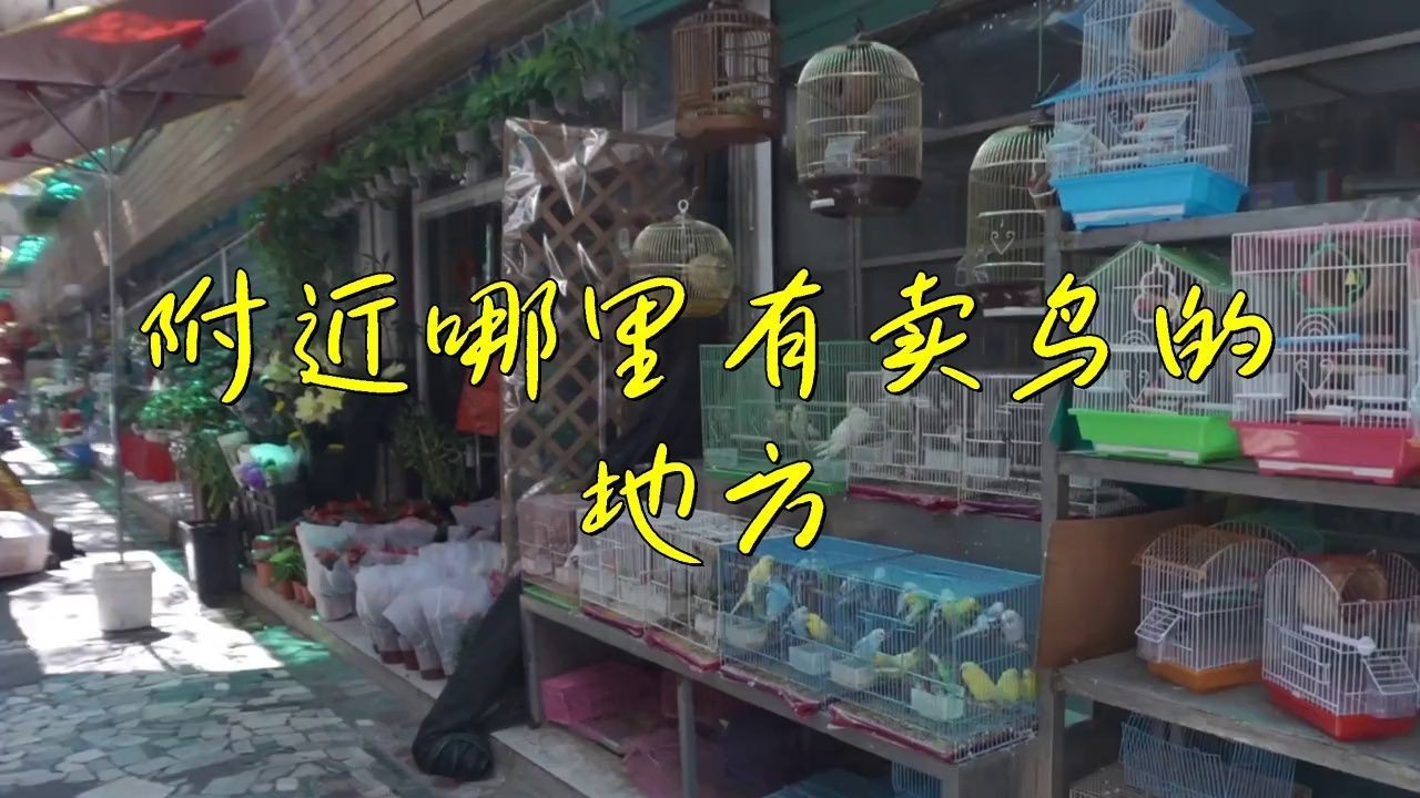 離我最近的賣鳥的地方，《離我最近的賣鳥的地方》