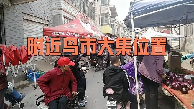 離我最近的賣鳥的地方，《離我最近的賣鳥的地方》