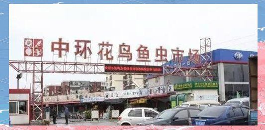 離我最近的賣鳥的地方，《離我最近的賣鳥的地方》