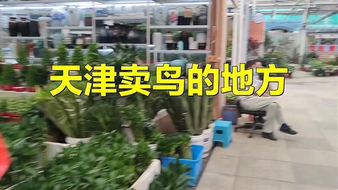 離我最近的賣鳥的地方，《離我最近的賣鳥的地方》