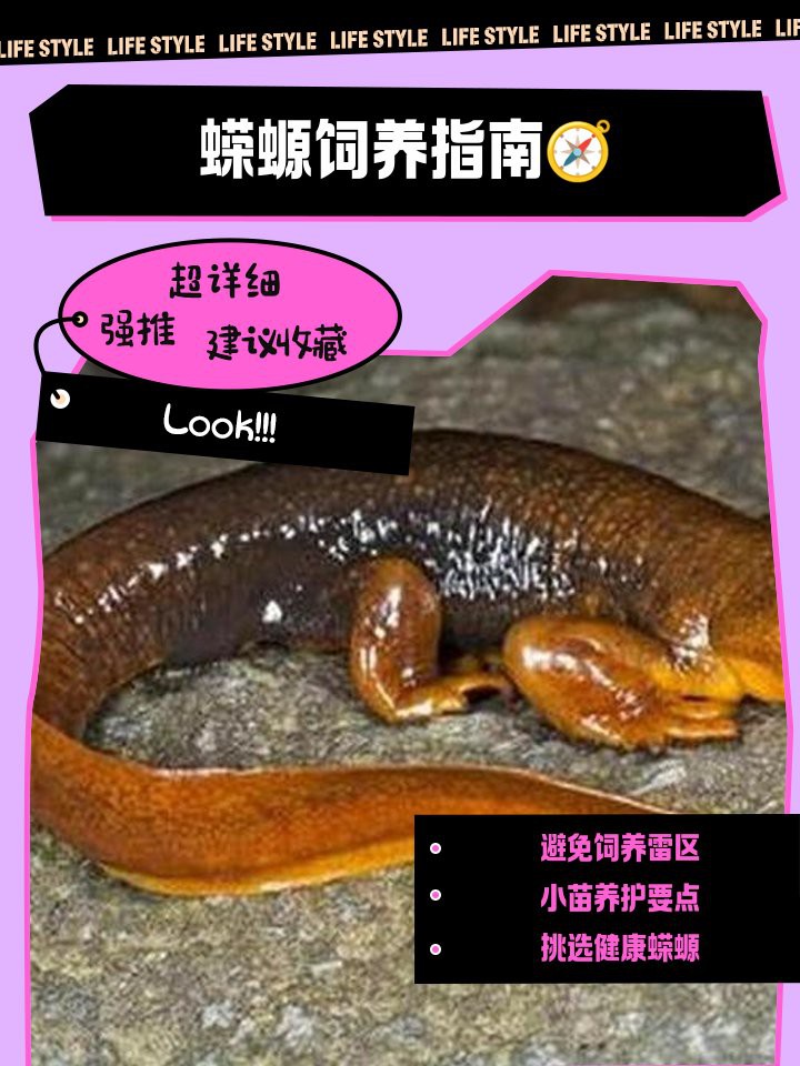 養(yǎng)蠑螈的10大忌，養(yǎng)蠑螈的十大禁忌及其詳細(xì)說明
