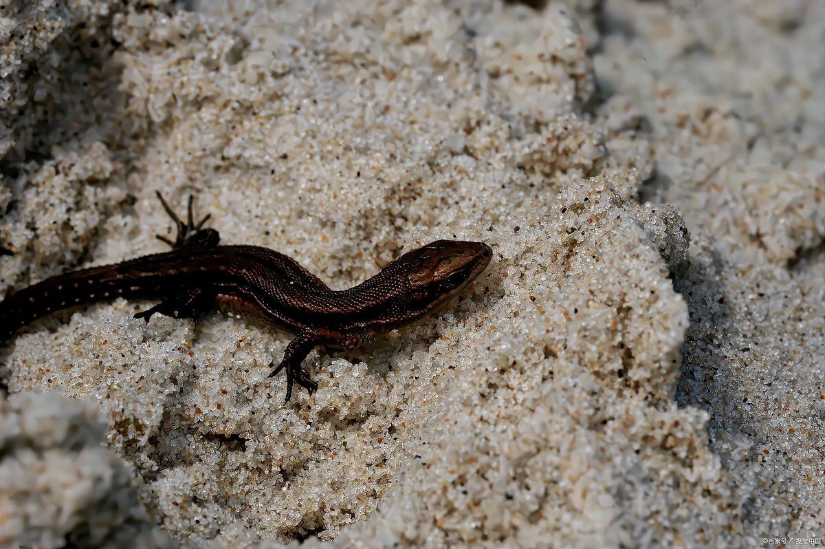 養蠑螈的10大忌，養蠑螈的十大禁忌及其詳細說明