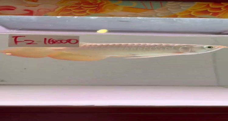 有沒有紅龍魚交易平臺推薦？，廣州龍魚祥龍魚交易平臺推薦龍巔觀賞魚交易平臺 有沒有紅龍魚交易平臺推薦？，廣州龍魚祥龍魚交易平臺推薦龍巔觀賞魚交易平臺 龍魚百科 第3張