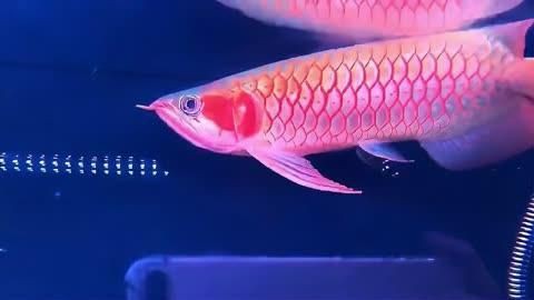 紅龍魚十大品牌排行榜，揭秘紅龍魚十大漁場排名