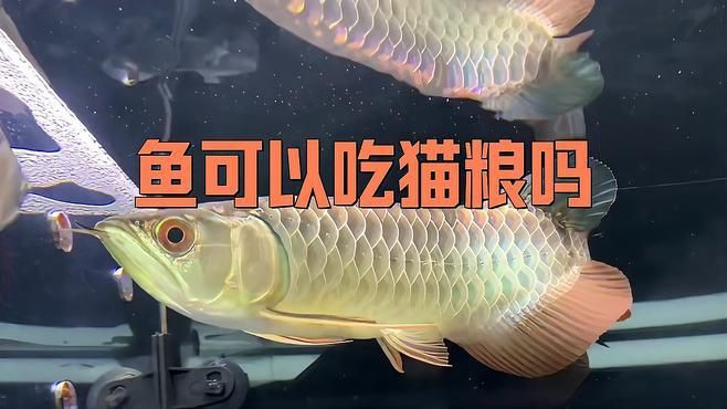 貓糧可以當魚糧喂魚嗎，貓糧能否當魚糧喂魚