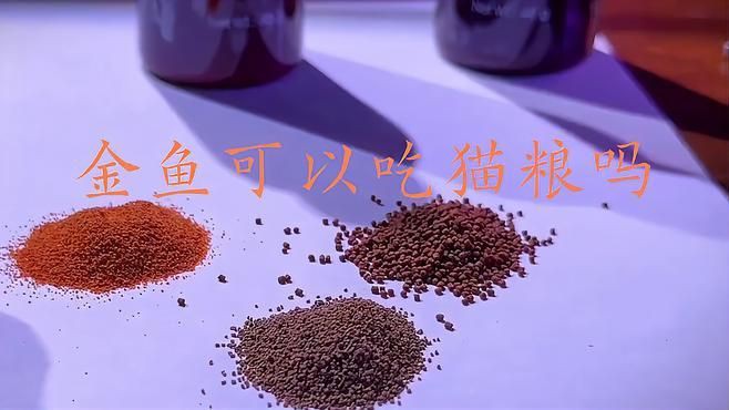 貓糧可以當魚糧喂魚嗎，貓糧能否當魚糧喂魚
