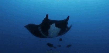 魔鬼魚圖片100張，魔鬼魚圖片100張魔鬼魚圖片展示